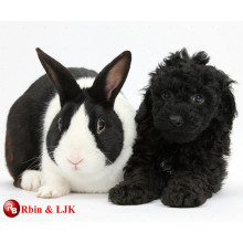 Treffen Sie EN71 und ASTM Standard schwarze Kaninchen Plüschtiere